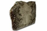 Free-Standing, Petoskey Stone (Fossil Coral) Section - Michigan #356975-1